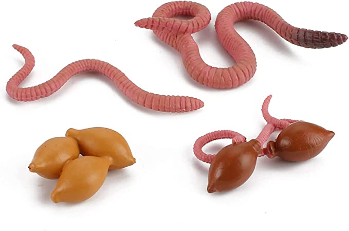 Life Cycle of the Earthworm Toys