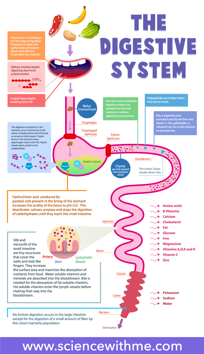 Science With Me Learn About The Digestive System