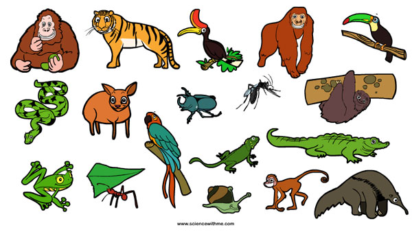 science-with-me-learn-about-rainforest-animals