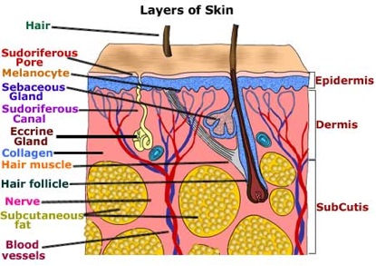 basic parts of the skin